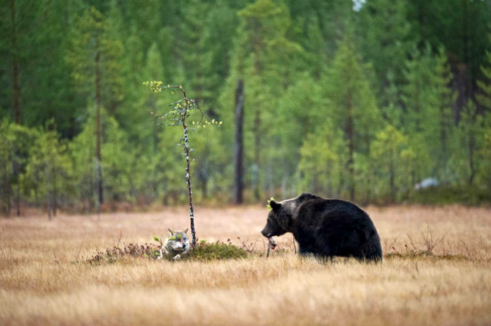 BRABBU Design Inspiration – the unusual friendship between a wolf and a bear 3