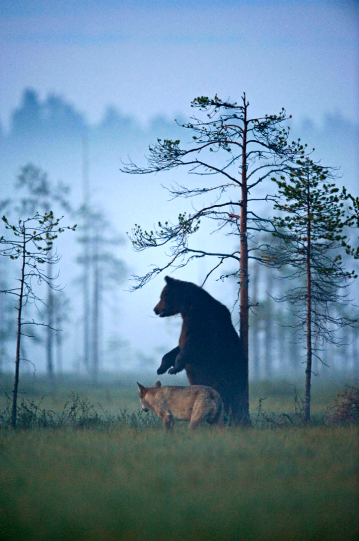BRABBU Design Inspiration – the unusual friendship between a wolf and a bear 6