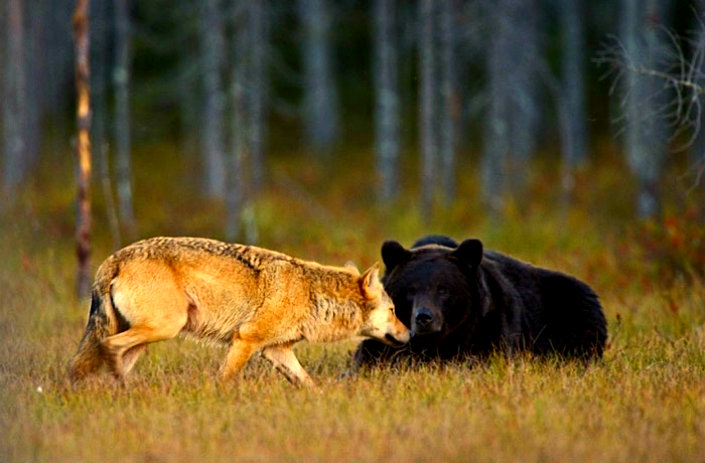 BRABBU Design Inspiration – the unusual friendship between a wolf and a bear II