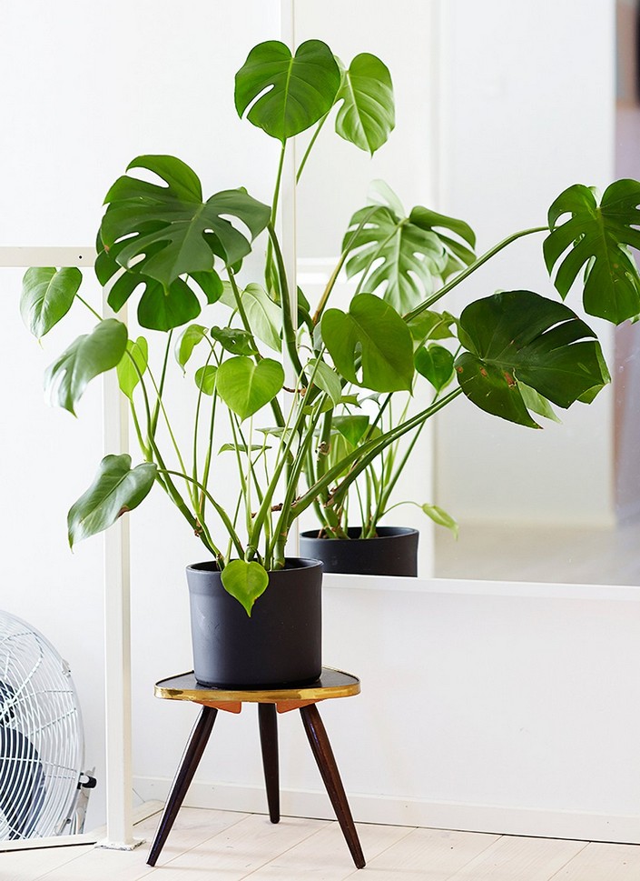 Home decor Ideas: Use tropical leaves