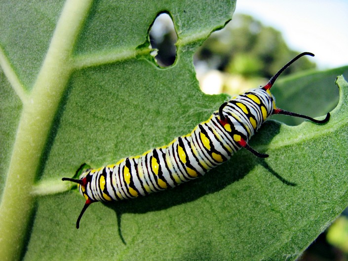 BRABBU Design Inspiration – A butterfly’s life cycle