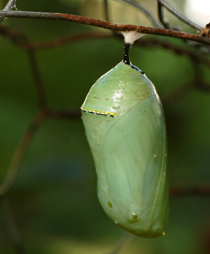 BRABBU Design Inspiration – A butterfly’s life cycle
