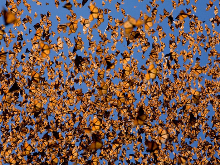 BRABBU Design Inspiration – A butterfly’s life cycle