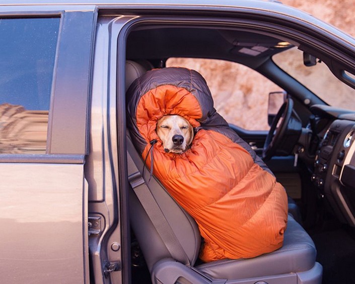 This Instagram account will inspire you to go camping with your dog