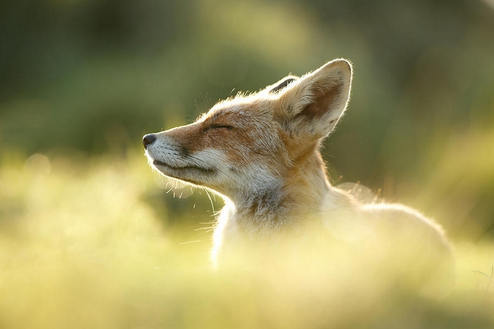 These photos of Wild Foxes enjoying their time will make your day 11