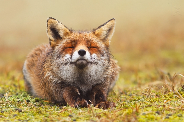 These photos of Foxes enjoying their time will make your day 3