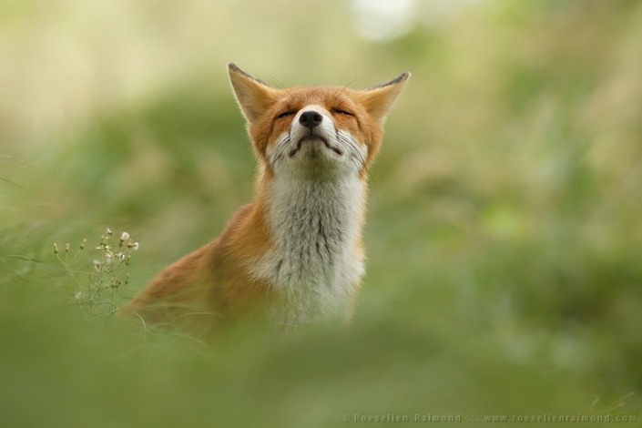 These photos of Foxes enjoying their time will make your day 4