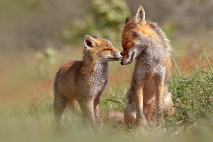 These photos of Foxes enjoying their time will make your day 5