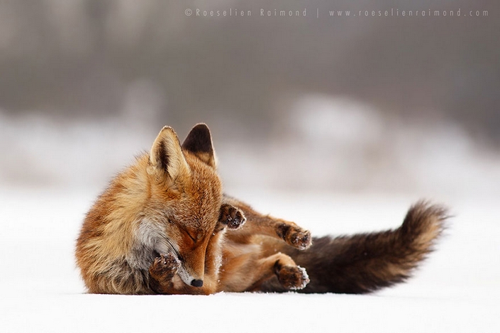 These photos of Foxes enjoying their time will make your day 6