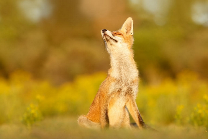 These photos of Wild Foxes enjoying their time will make your day 9