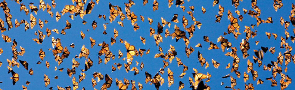 BRABBU Design Inspiration – A butterfly’s life cycle
