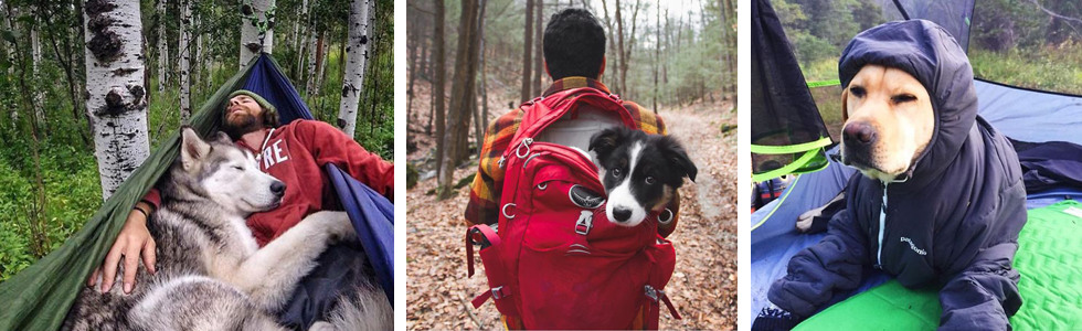 This Instagram account will inspire you to go camping with your dog
