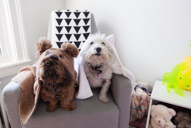 15 Amazing Interior Design Styles Every Dog Lover Must-See