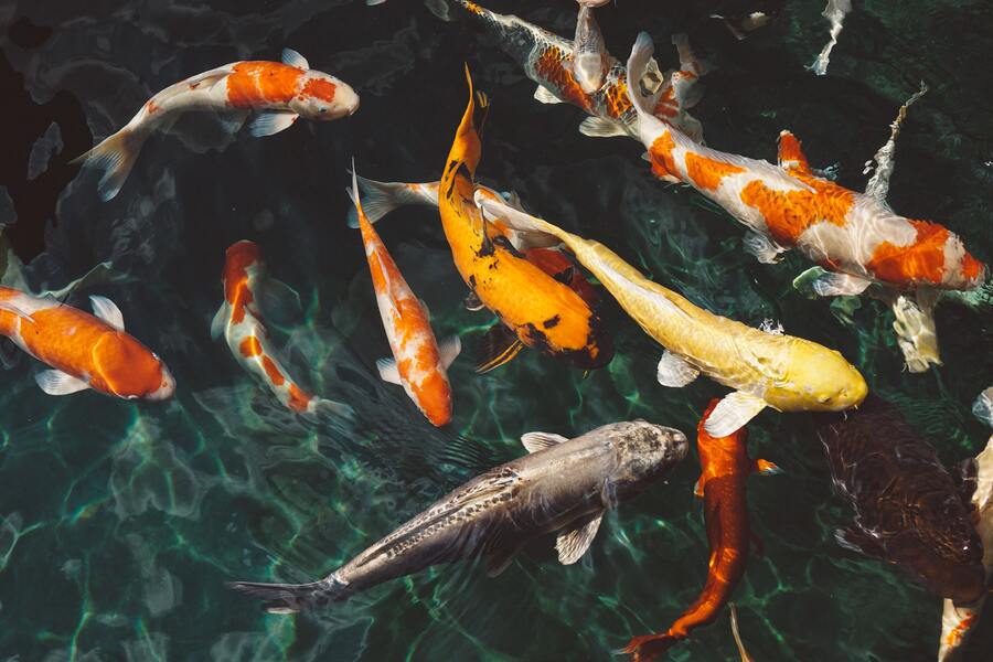koi collection koi carp 