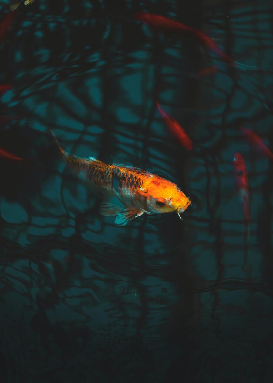 koi carp japanese symbol
